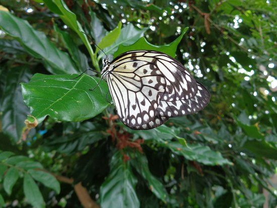 The Butterfly House